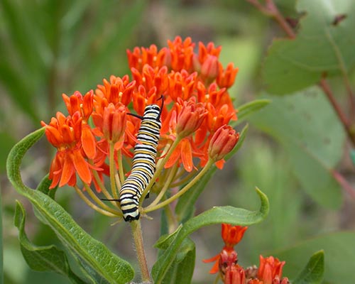 Monrch caterpillar